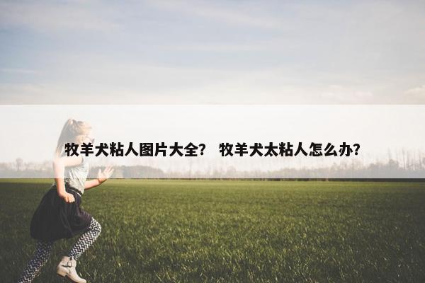 牧羊犬粘人图片大全？ 牧羊犬太粘人怎么办？