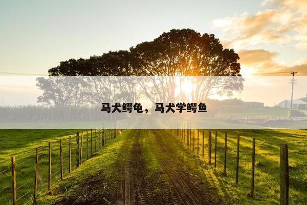 马犬鳄龟，马犬学鳄鱼