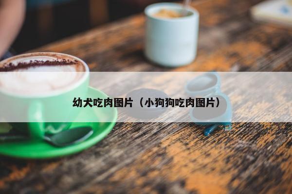 幼犬吃肉图片（小狗狗吃肉图片）