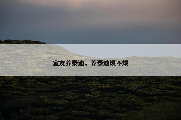 室友养泰迪，养泰迪烦不烦
