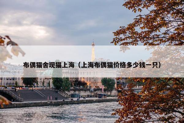 布偶猫舍现猫上海（上海布偶猫价格多少钱一只）