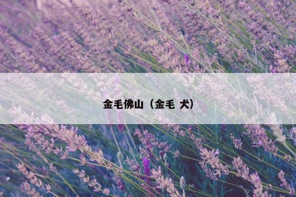 金毛佛山（金毛 犬）
