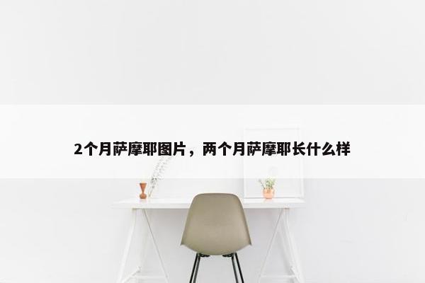 2个月萨摩耶图片，两个月萨摩耶长什么样