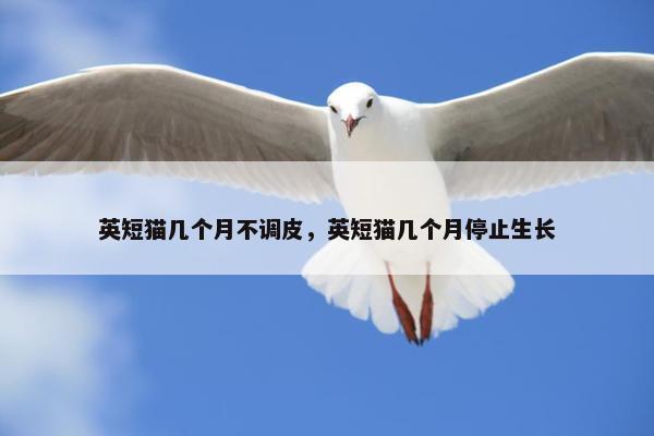 英短猫几个月不调皮，英短猫几个月停止生长