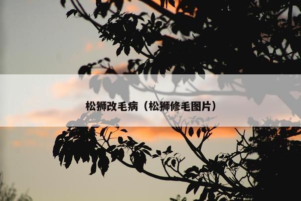 松狮改毛病（松狮修毛图片）