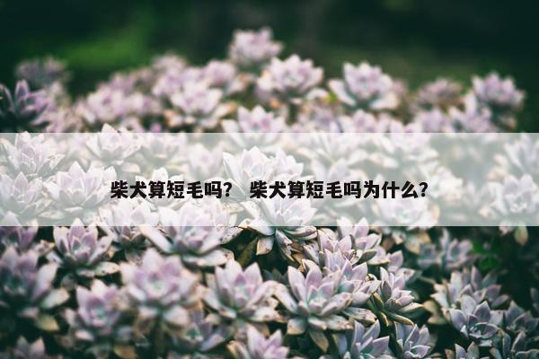柴犬算短毛吗？ 柴犬算短毛吗为什么？