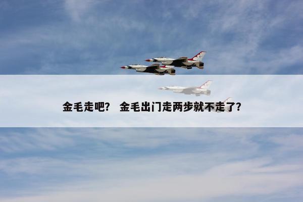金毛走吧？ 金毛出门走两步就不走了？