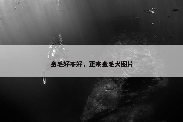 金毛好不好，正宗金毛犬图片