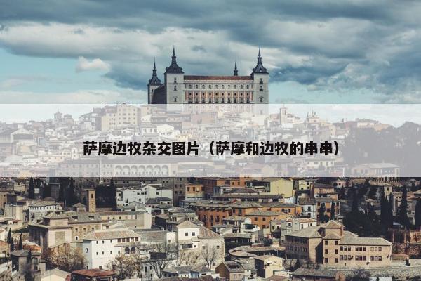 萨摩边牧杂交图片（萨摩和边牧的串串）