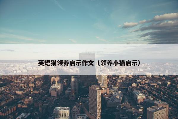 英短猫领养启示作文（领养小猫启示）