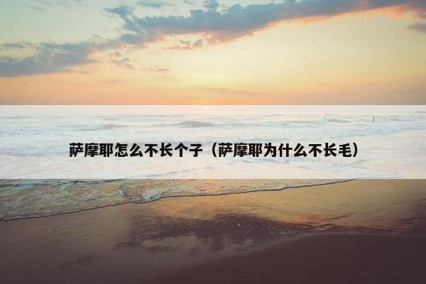 萨摩耶怎么不长个子（萨摩耶为什么不长毛）