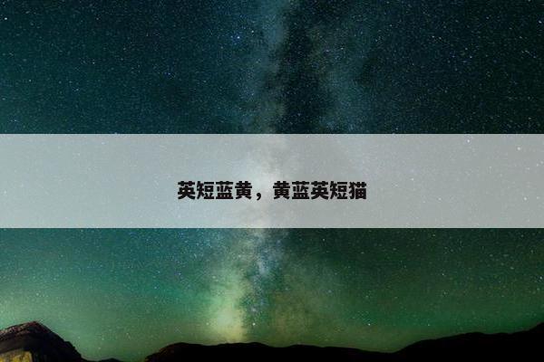 英短蓝黄，黄蓝英短猫