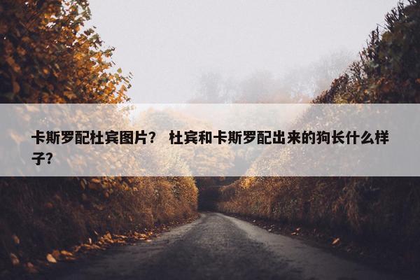 卡斯罗配杜宾图片？ 杜宾和卡斯罗配出来的狗长什么样子？