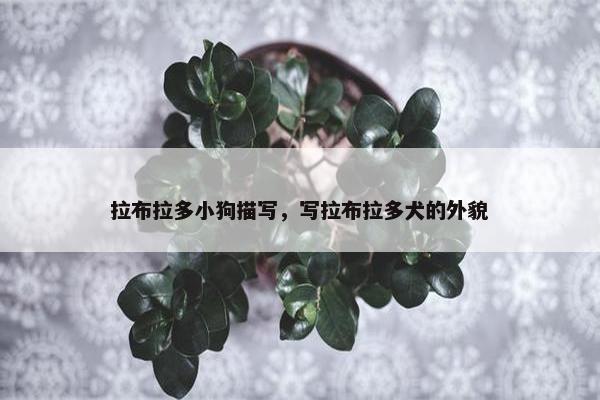 拉布拉多小狗描写，写拉布拉多犬的外貌