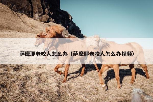 萨摩耶老咬人怎么办（萨摩耶老咬人怎么办视频）