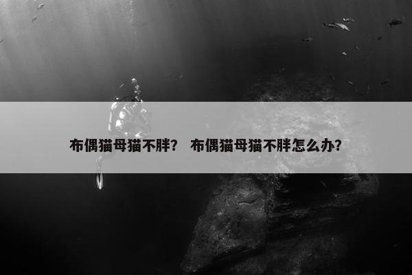 布偶猫母猫不胖？ 布偶猫母猫不胖怎么办？
