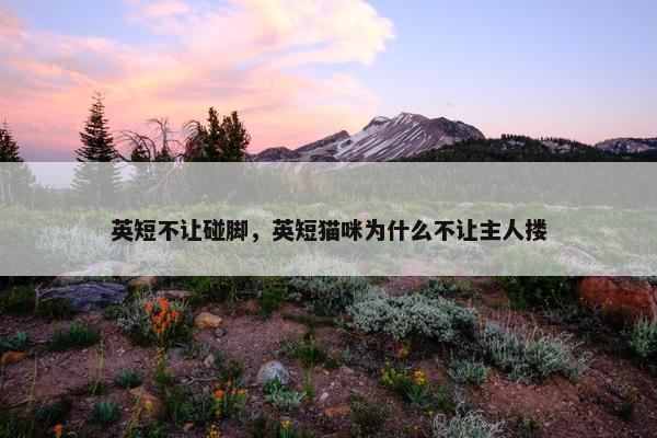 英短不让碰脚，英短猫咪为什么不让主人搂