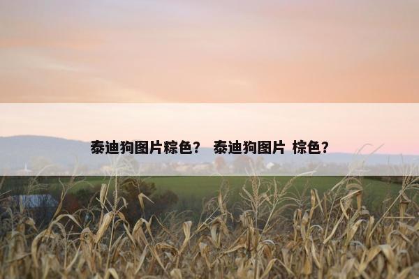 泰迪狗图片粽色？ 泰迪狗图片 棕色？