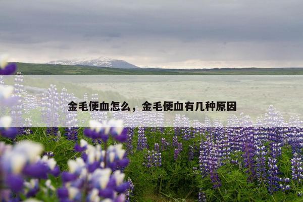 金毛便血怎么，金毛便血有几种原因