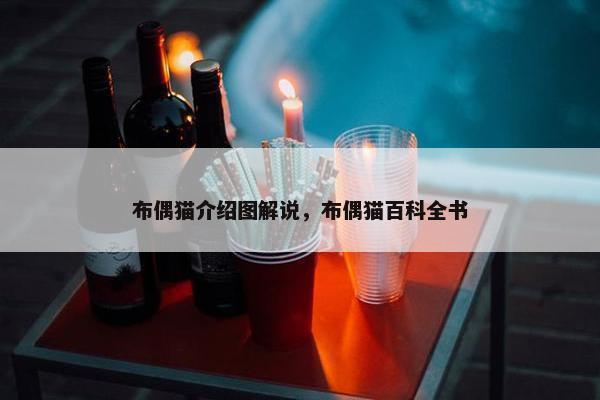 布偶猫介绍图解说，布偶猫百科全书