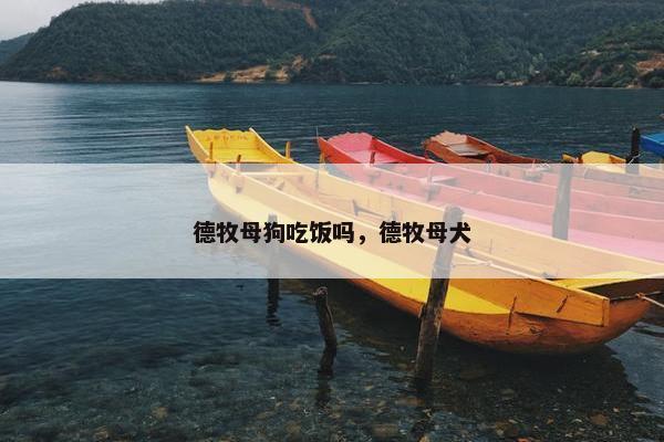 德牧母狗吃饭吗，德牧母犬