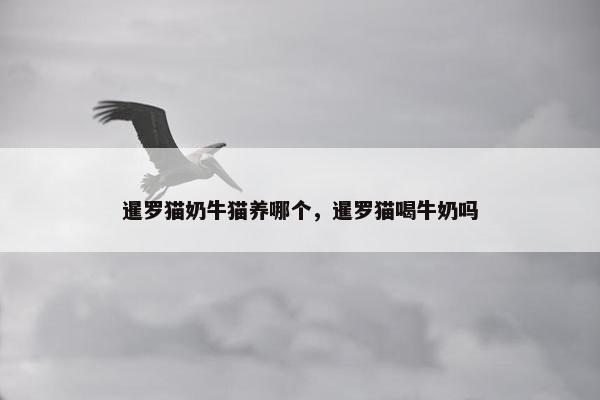 暹罗猫奶牛猫养哪个，暹罗猫喝牛奶吗