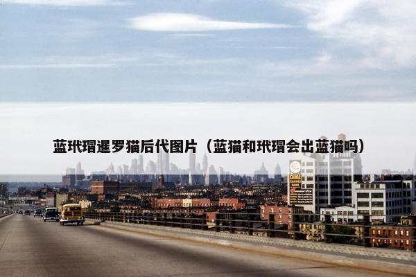 蓝玳瑁暹罗猫后代图片（蓝猫和玳瑁会出蓝猫吗）