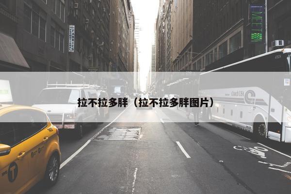 拉不拉多胖（拉不拉多胖图片）