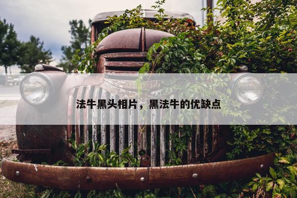 法牛黑头相片，黑法牛的优缺点