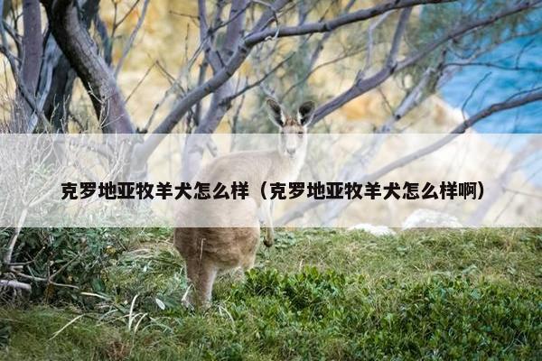 克罗地亚牧羊犬怎么样（克罗地亚牧羊犬怎么样啊）