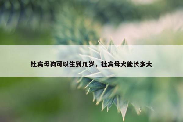 杜宾母狗可以生到几岁，杜宾母犬能长多大