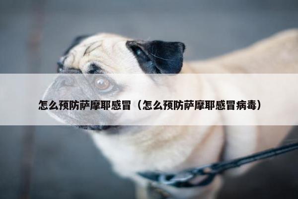 怎么预防萨摩耶感冒（怎么预防萨摩耶感冒病毒）