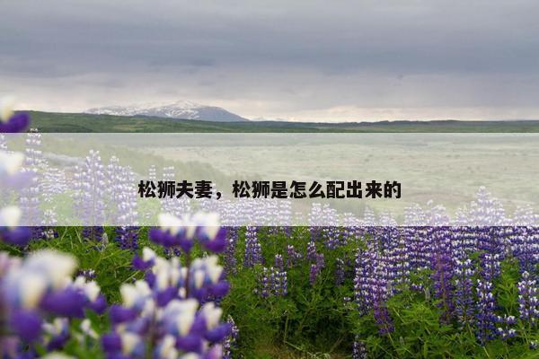 松狮夫妻，松狮是怎么配出来的