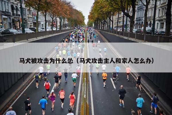 马犬被攻击为什么怂（马犬攻击主人和家人怎么办）