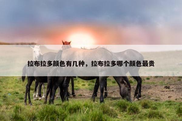 拉布拉多颜色有几种，拉布拉多哪个颜色最贵