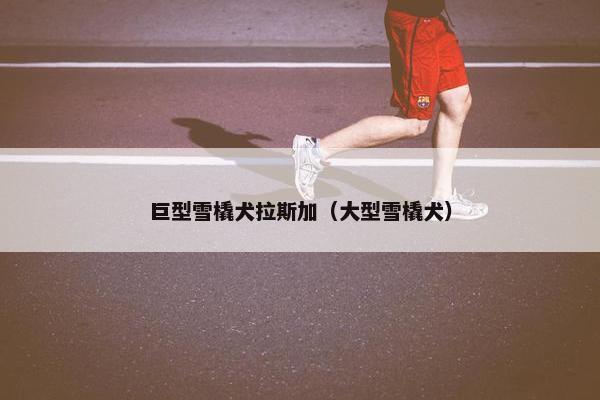 巨型雪橇犬拉斯加（大型雪橇犬）