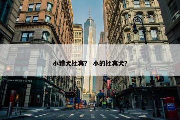 小猎犬杜宾？ 小的杜宾犬？