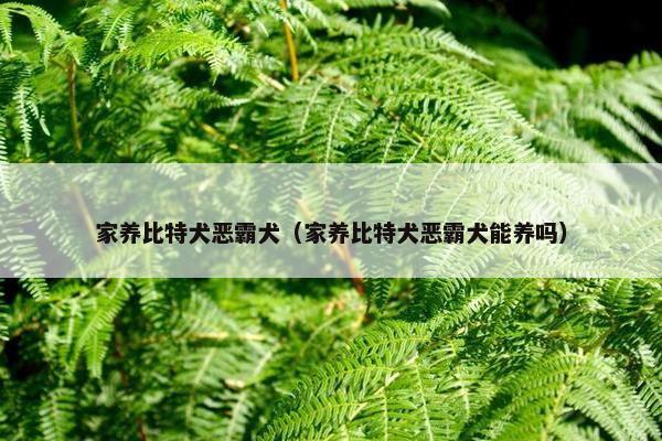 家养比特犬恶霸犬（家养比特犬恶霸犬能养吗）