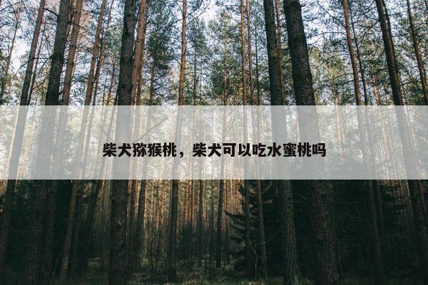 柴犬猕猴桃，柴犬可以吃水蜜桃吗