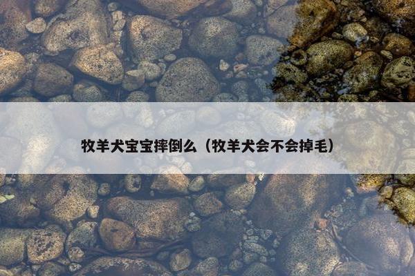 牧羊犬宝宝摔倒么（牧羊犬会不会掉毛）