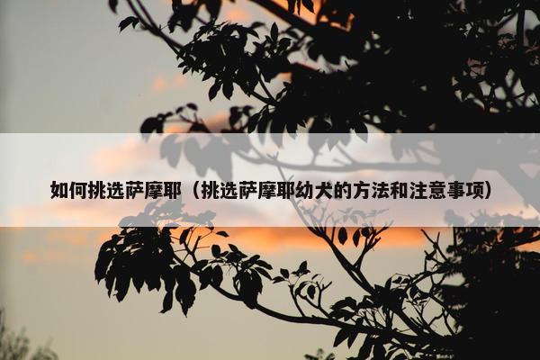 如何挑选萨摩耶（挑选萨摩耶幼犬的方法和注意事项）
