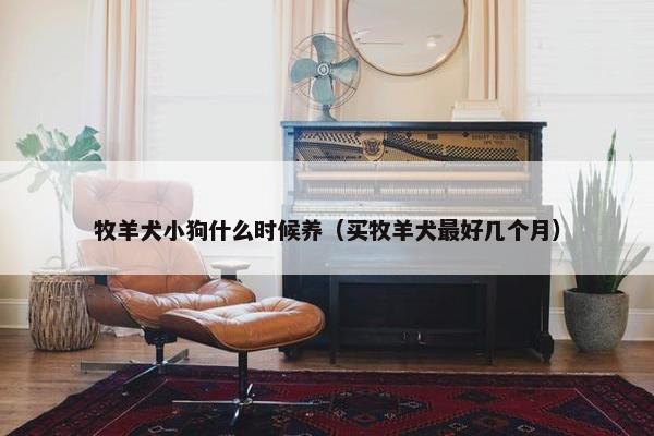 牧羊犬小狗什么时候养（买牧羊犬最好几个月）