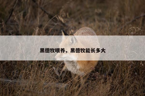 黑德牧喂养，黑德牧能长多大