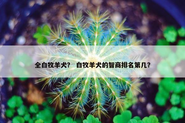 全白牧羊犬？ 白牧羊犬的智商排名第几？