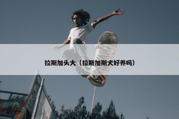 拉斯加头大（拉斯加斯犬好养吗）