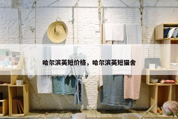 哈尔滨英短价格，哈尔滨英短猫舍