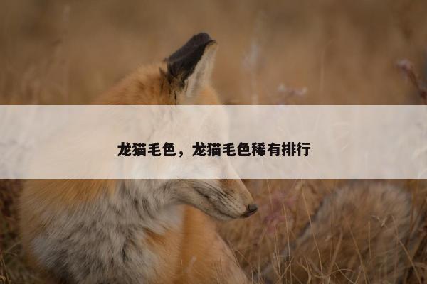 龙猫毛色，龙猫毛色稀有排行