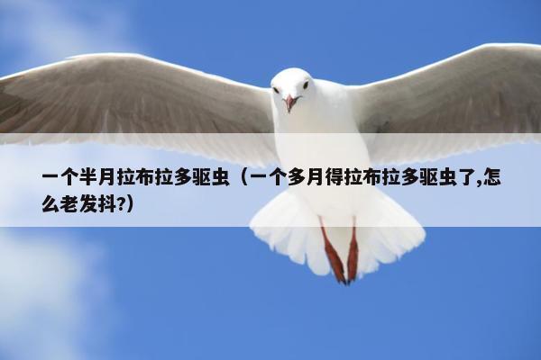 一个半月拉布拉多驱虫（一个多月得拉布拉多驱虫了,怎么老发抖?）