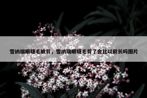 雪纳瑞眼睫毛被剪，雪纳瑞眼睫毛剪了会比以前长吗图片