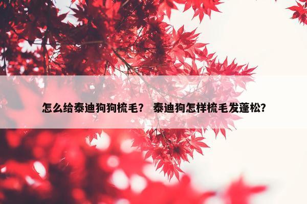 怎么给泰迪狗狗梳毛？ 泰迪狗怎样梳毛发蓬松？